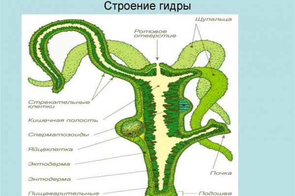 Kraken даркнет рынок ссылка