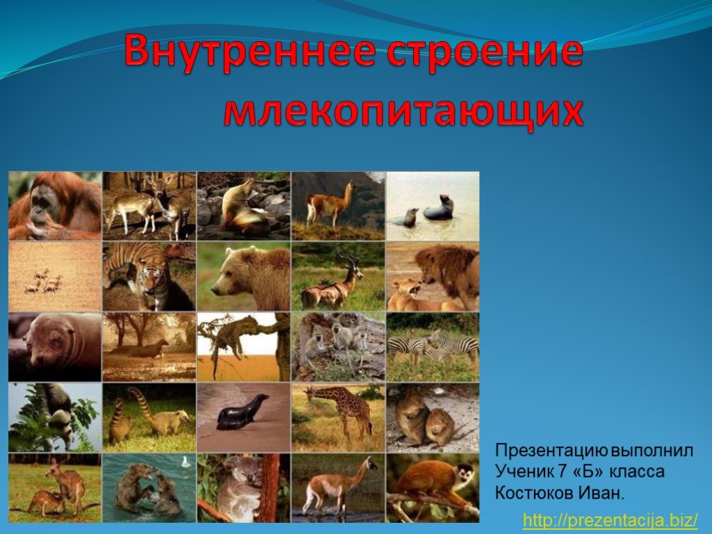 Кракен настоящее зеркало